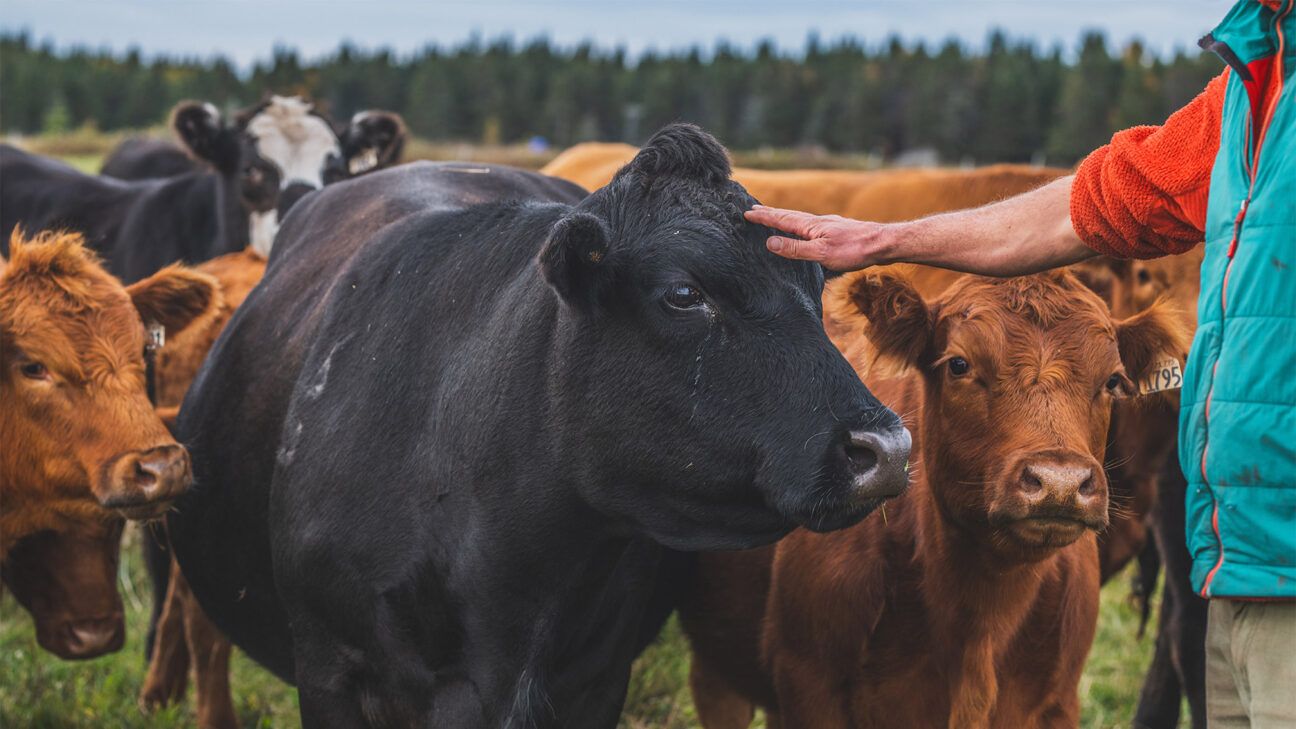 A farm worker with cattle outdoors