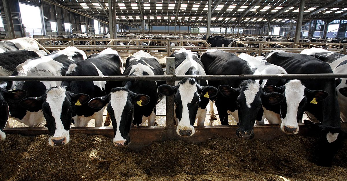 New Type of Bird Flu Detected in Us Dairy Cows. Is It Safe To Consume Milk, Beef? New Type of Bird Flu Detected in Us Dairy Cows. Is It Safe To Consume Milk, Beef?