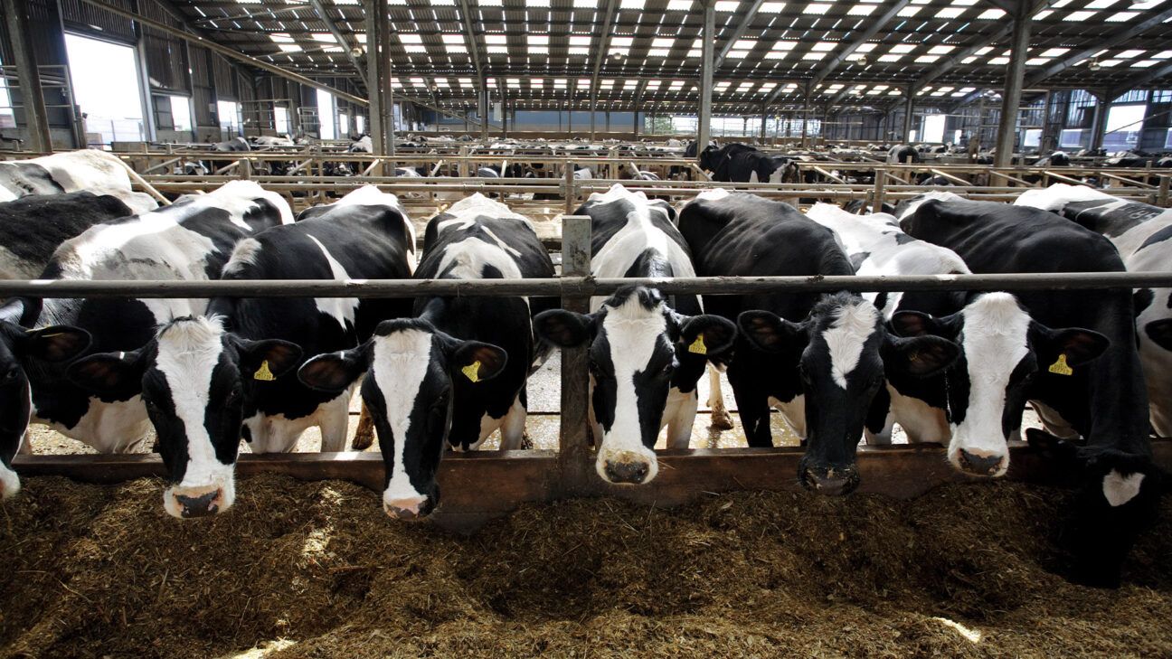 Dairy cows at a farm