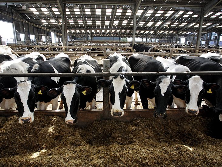 Bird Flu in Dairy Cows — Should You Worry About Milk and Meat?