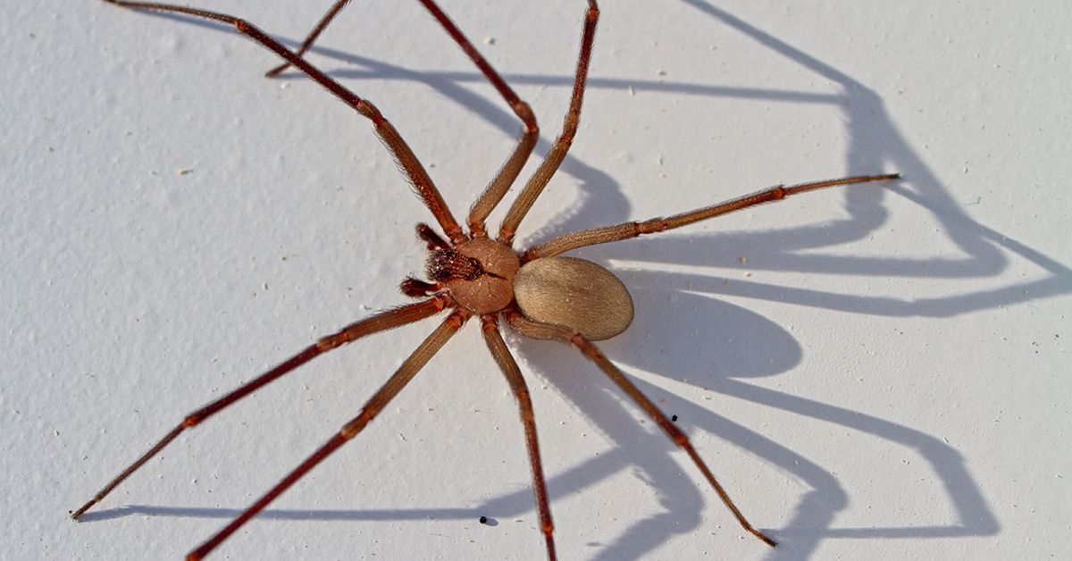 Brown Recluse Bite: Appearance, Symptoms, Treatments
