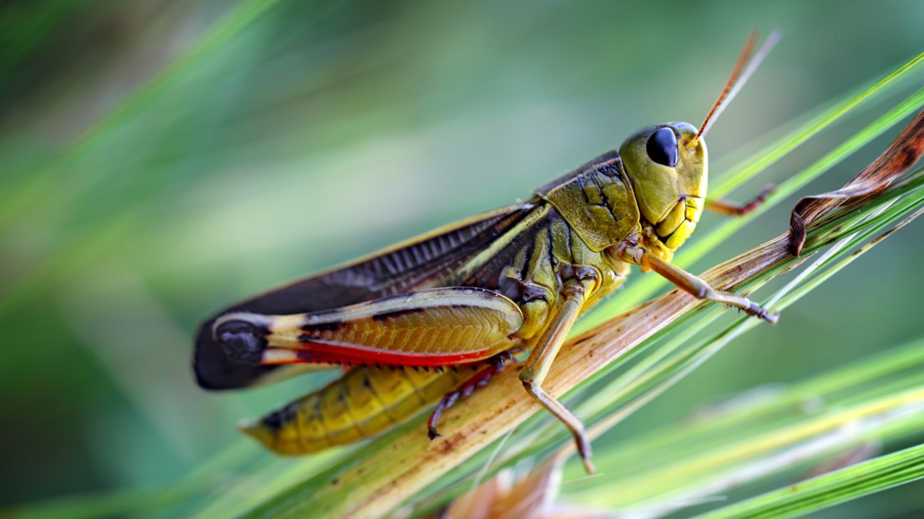 An image of a grasshopper on a leaf
