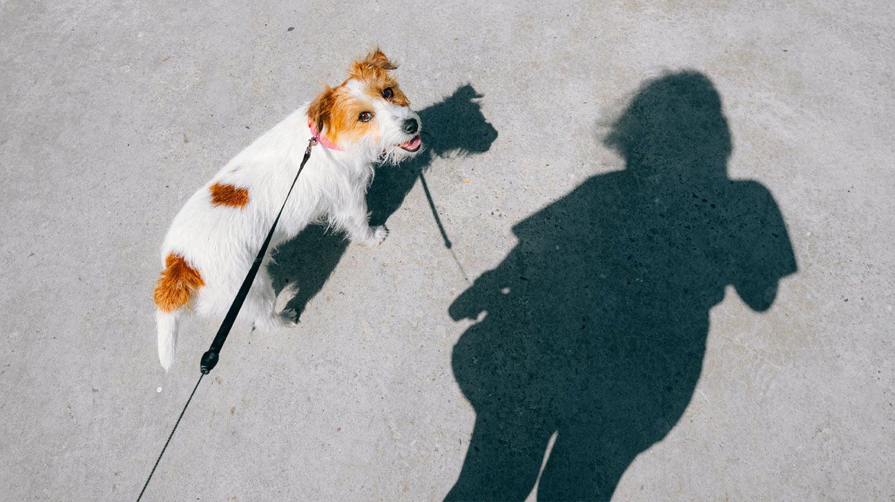 Fart Strolling Is Tiktok’s New Development for Digestive Well being: Does It Paintings?