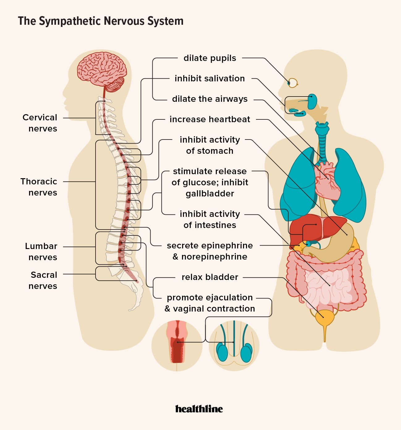 Sympathetic Nervous System