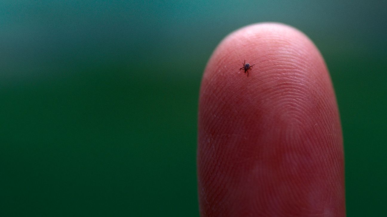 Close up of tick on fingertip