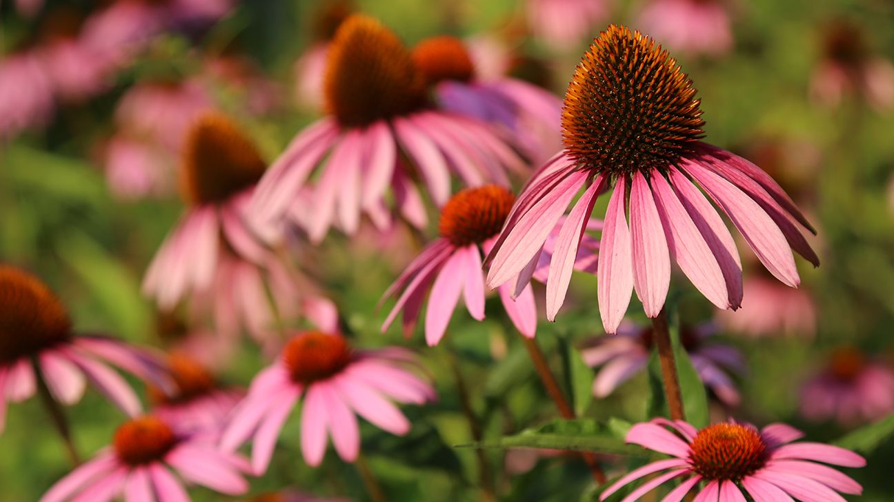 Pink echinacea cone flowers