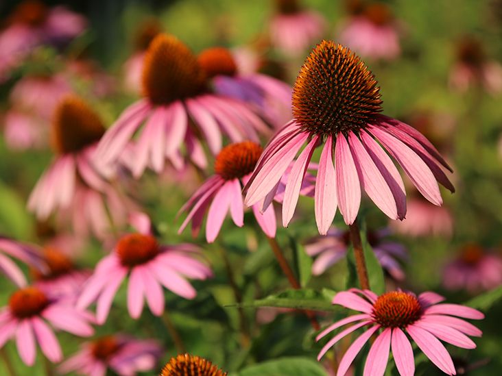 9 Medicinal Plants and their Research-Backed Health Benefits