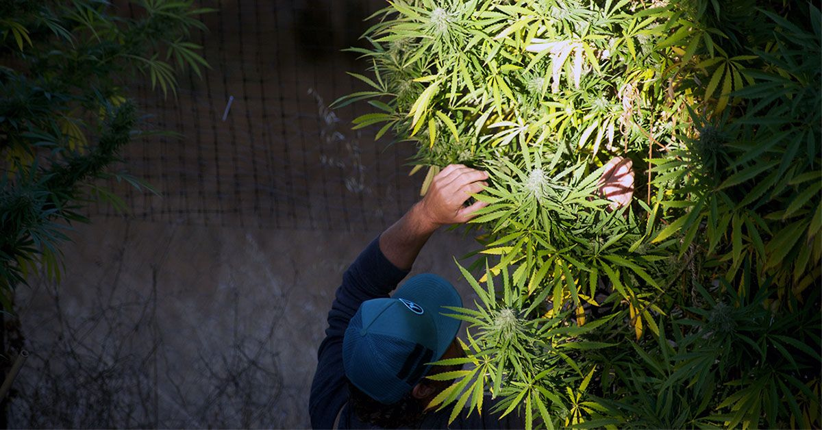 Smoking Cannabis May Help People Drink Less Alcohol, Study Finds