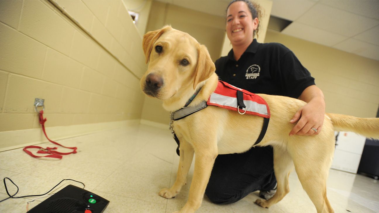 diabetes alert dog