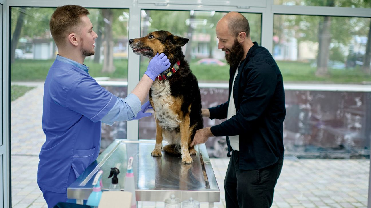 A dog receiving physiotherapy for arthritis.