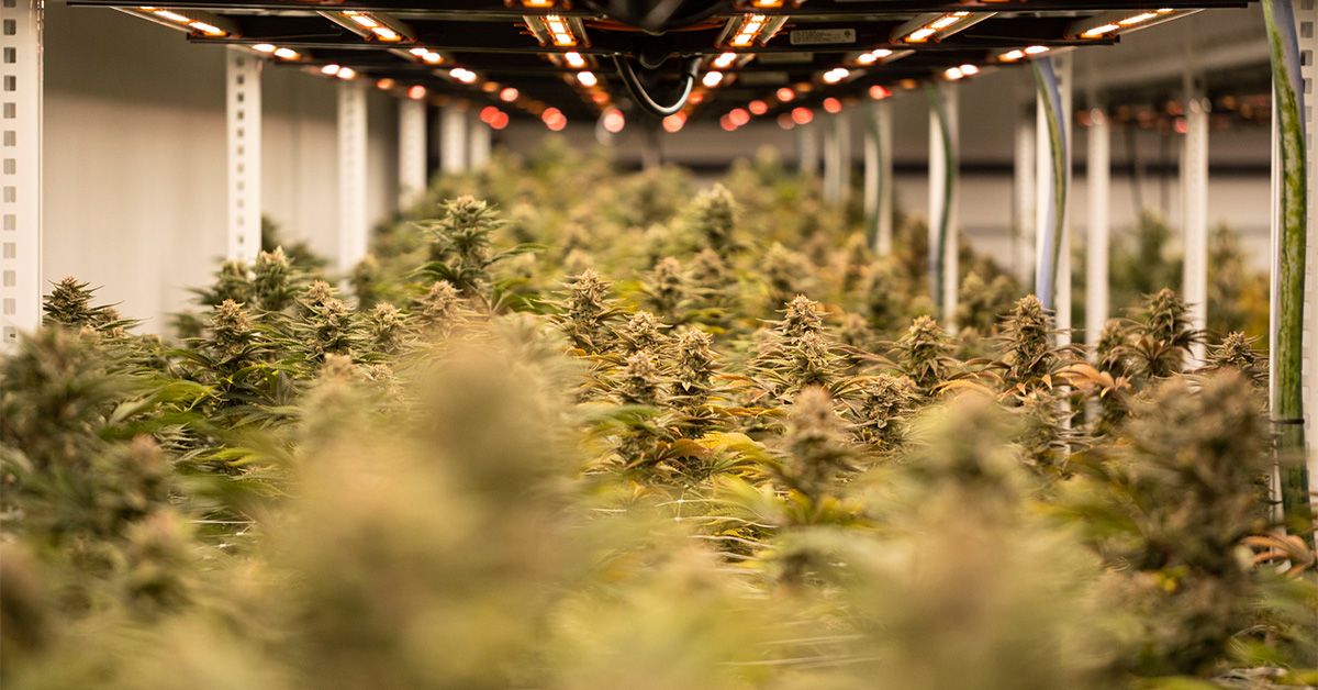 healthline.com - David Mills - Cannabis Reclassification: What This Means for Medicare Recipients