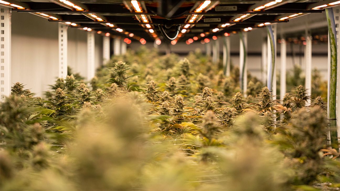 A warehouse full of cannabis plants