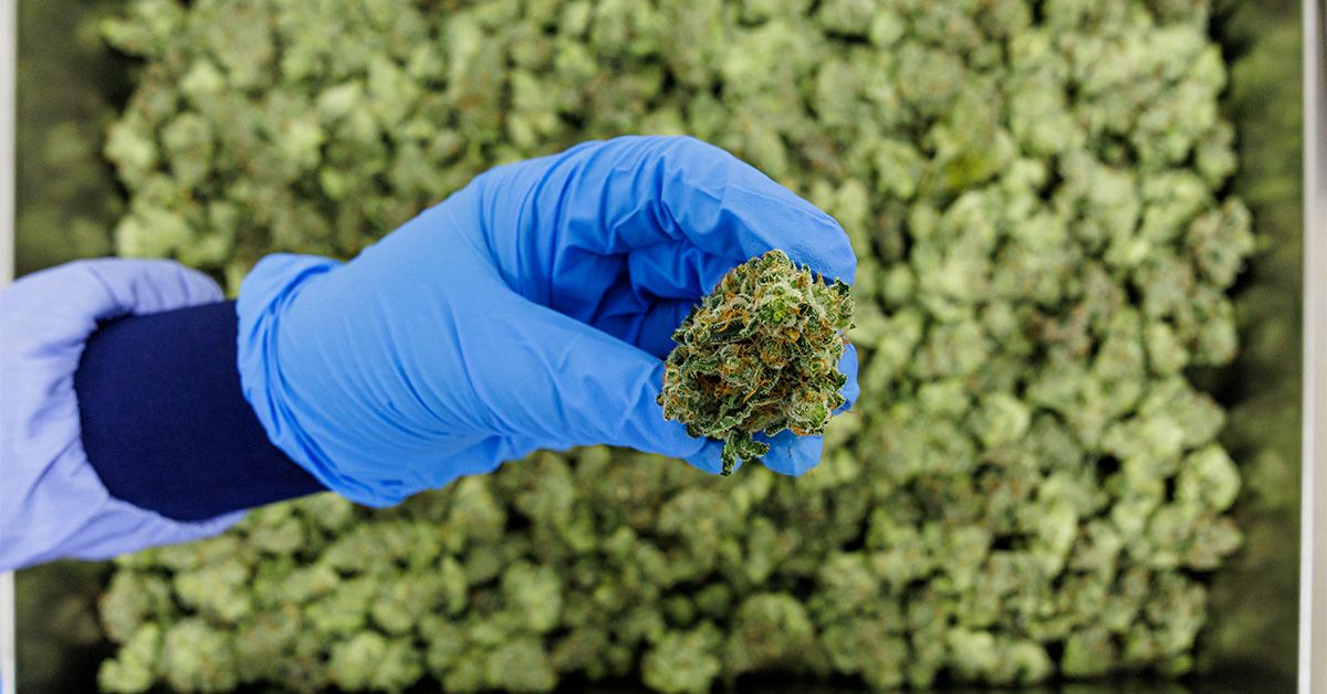 Does Medical Cannabis Really Have Any Benefit? Experts Discuss