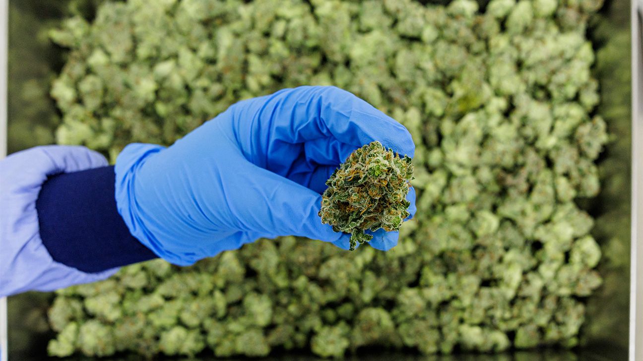 A gloved hand holding medical cannabis toward the camera