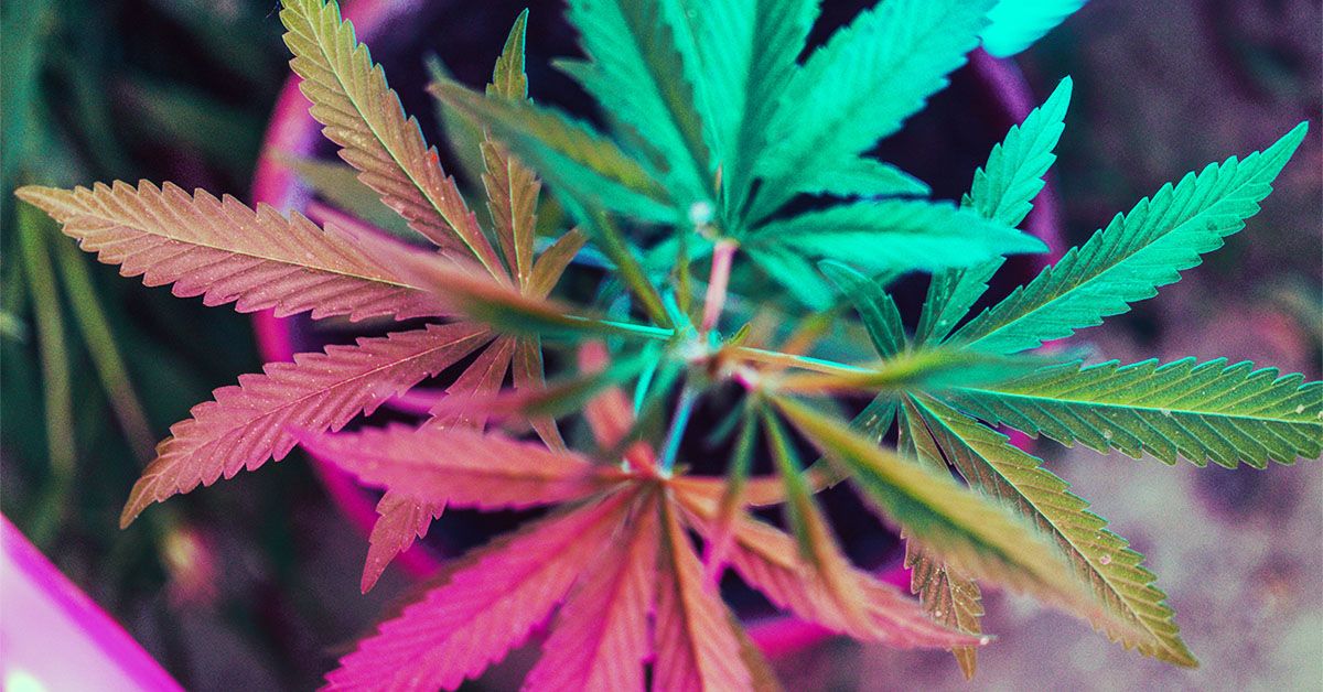 Должны ли Каннабис иметь стандартные единицы измерения, как и Алкоголь? Что думают эксперты.