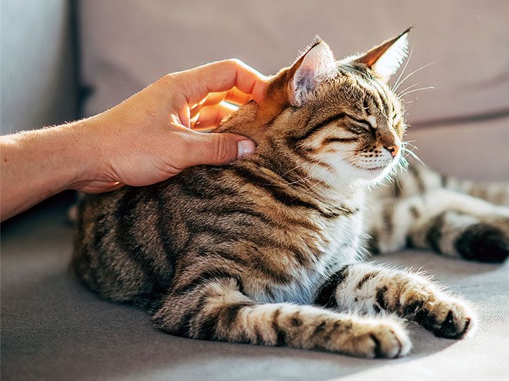 A cat being pet while basking in the sun
