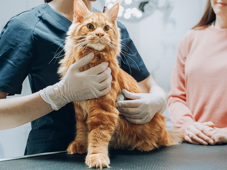 A sits on an exam table and is help by a human.