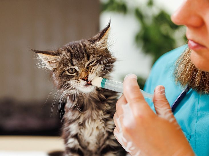 A human is administering liquid medication via syringe to their cat.