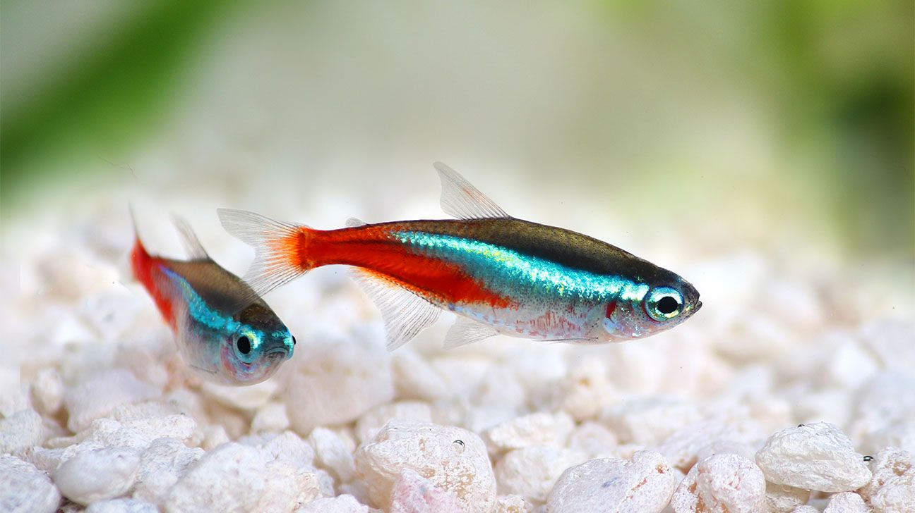 7 Best Pet Fish for Children
