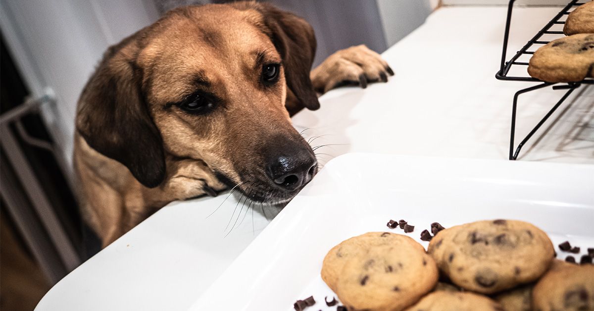 What to Do if Your Dog Eats Chocolate: Emergency Care