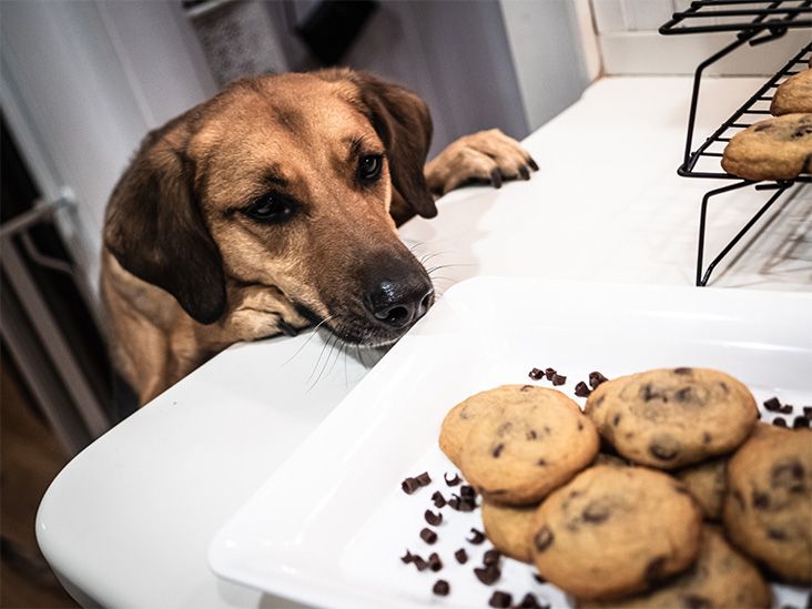 What to Do if Your Dog Eats Chocolate: Emergency Care - Dog Chocolate Health Dangers At Home Symptoms