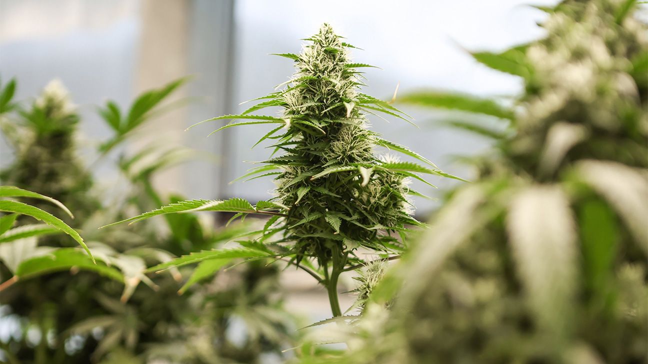 Medical cannabis grows indoors