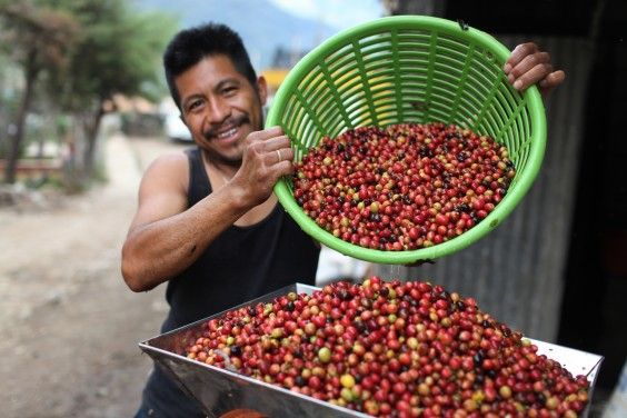 Man harvesting coffee beans