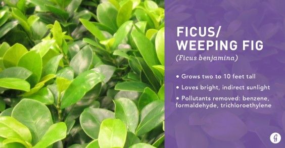 9 Easy-to-Care For Houseplants That Clean the Air: Ficus/Weeping Fig