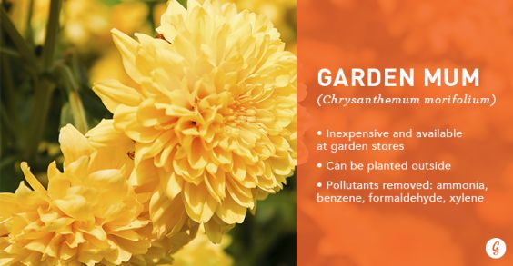 9 Houseplants That Are Impossible to Kill: Garden Mum