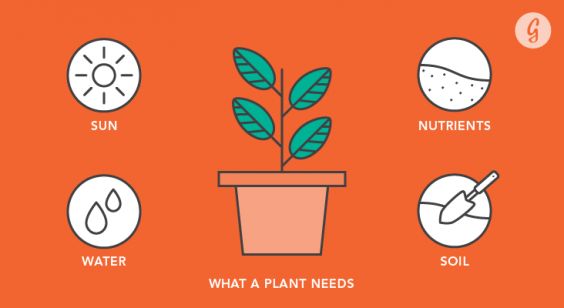 Everything You Need to Know Before Starting a Garden: What a Plant Needs