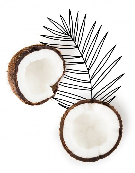 Coconuts - Kind 