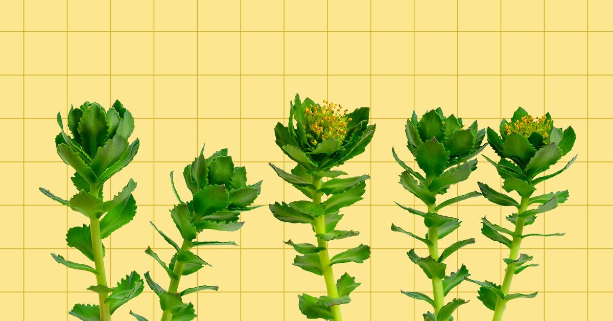 When to Take Rhodiola: Best Time and Dosage Tips