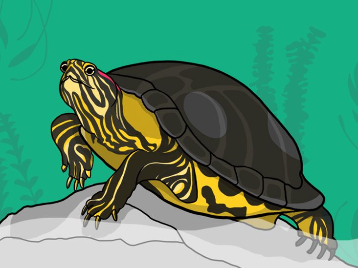 Why My Pet Turtle Is the Best Self-Isolation Companion I Could Ask For