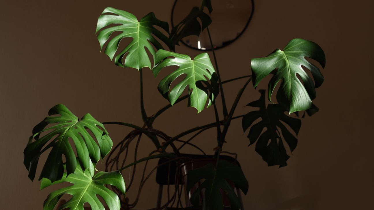 25 Small Low Light Indoor Plants You Might Love