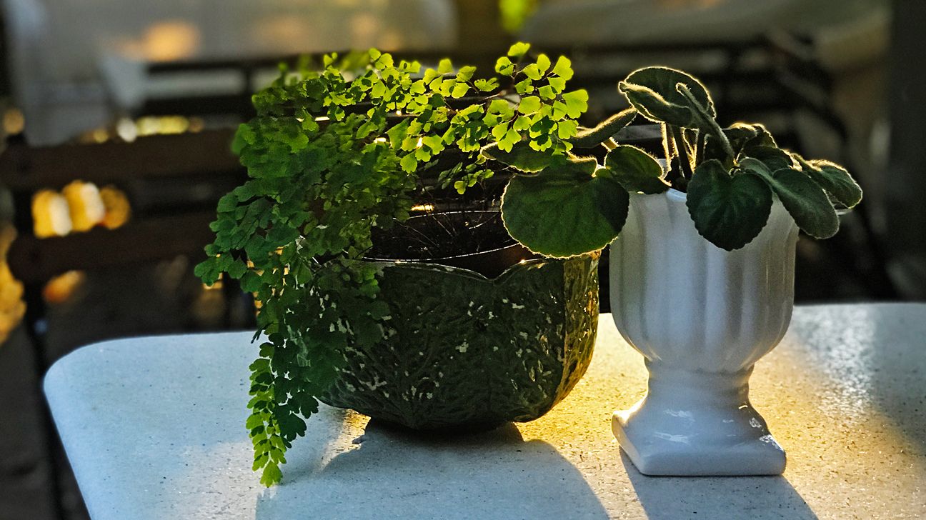 25 Indoor Plants That Thrive In Low Light