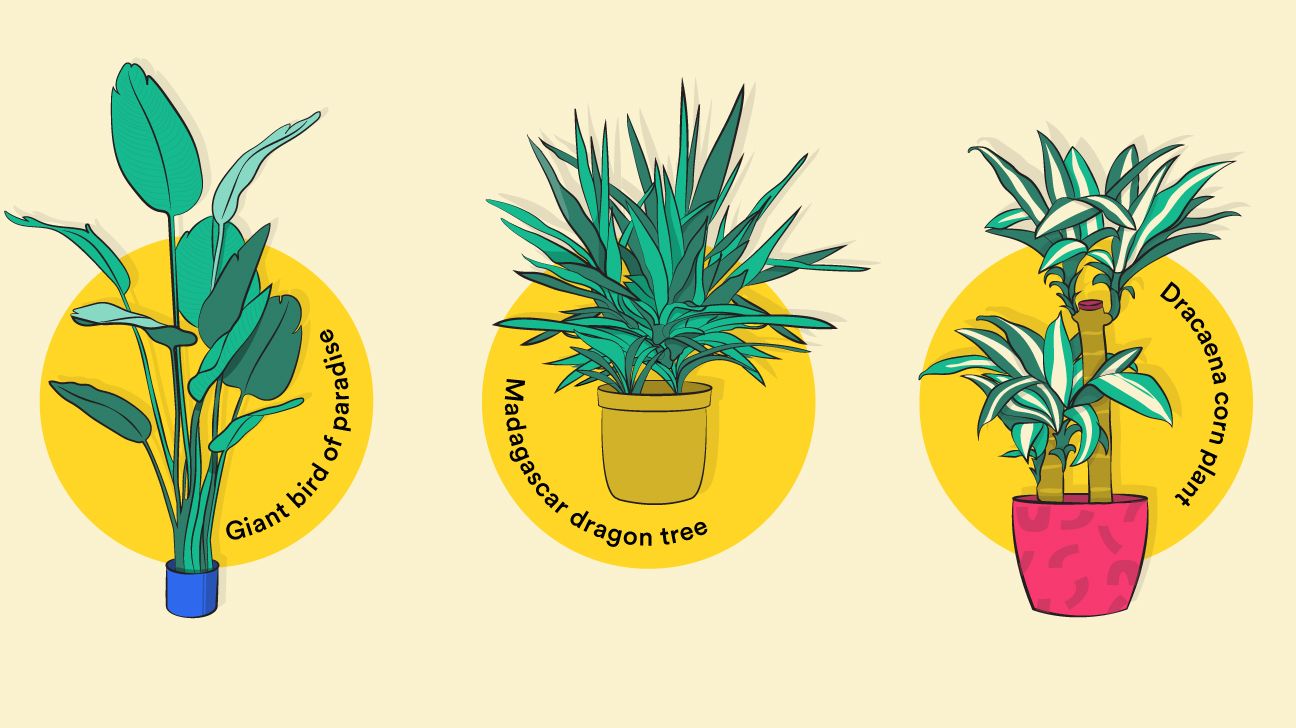 types of indoor plants