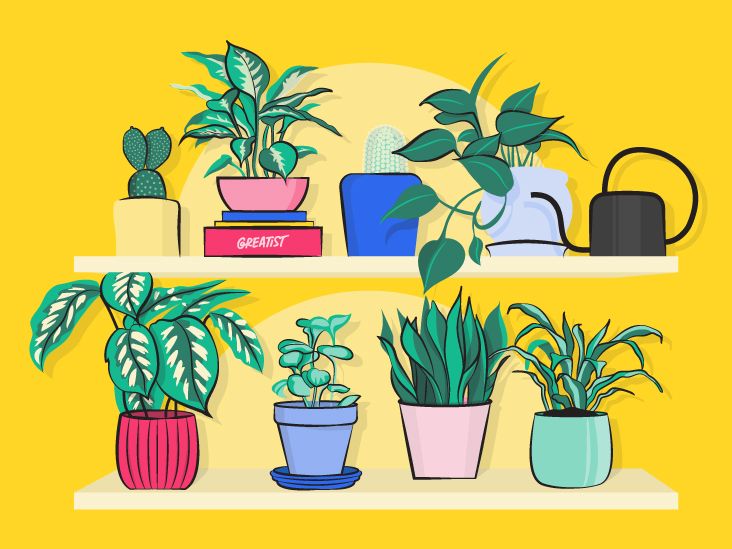 Our Resident Plant Mama Reveals the Top 5 Houseplants That Will