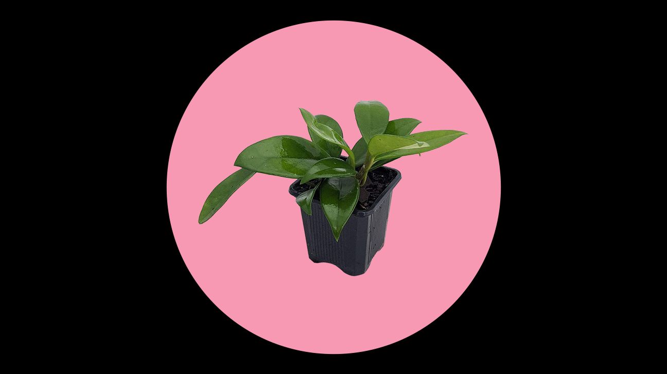 banana hanging plant Hanging String of Bananas Succulent – Dahing Plants main image 0