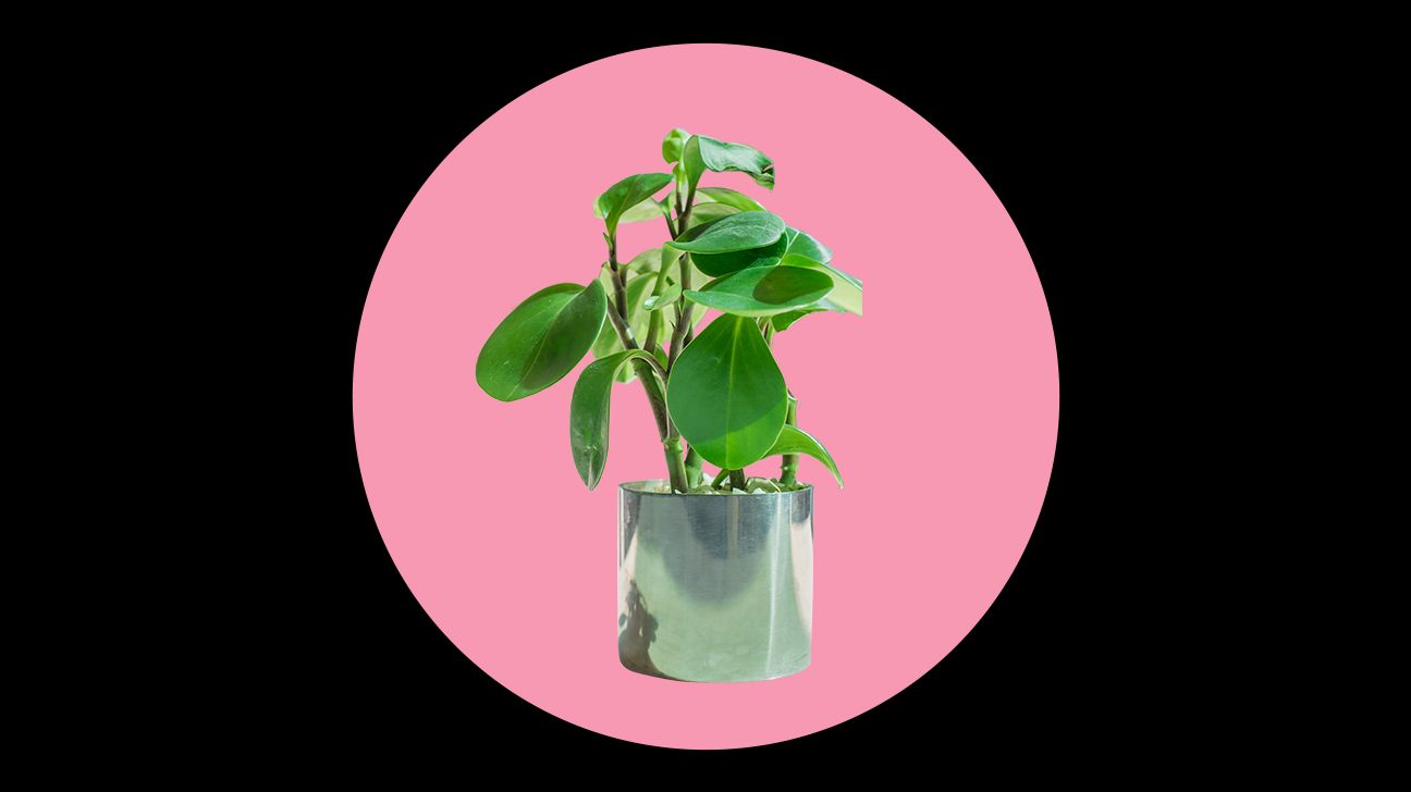 baby rubber pet safe plant
