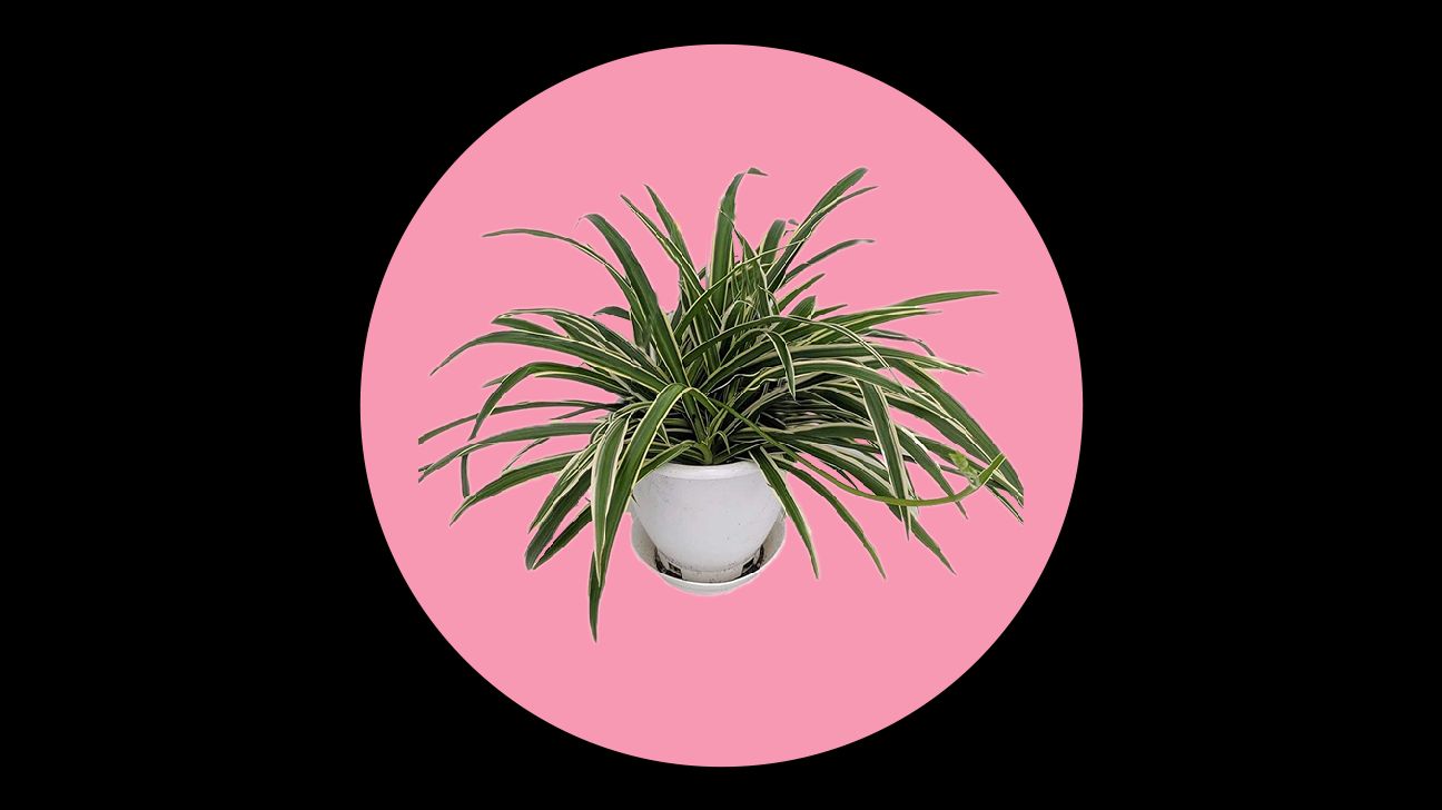 common house succulents Collection