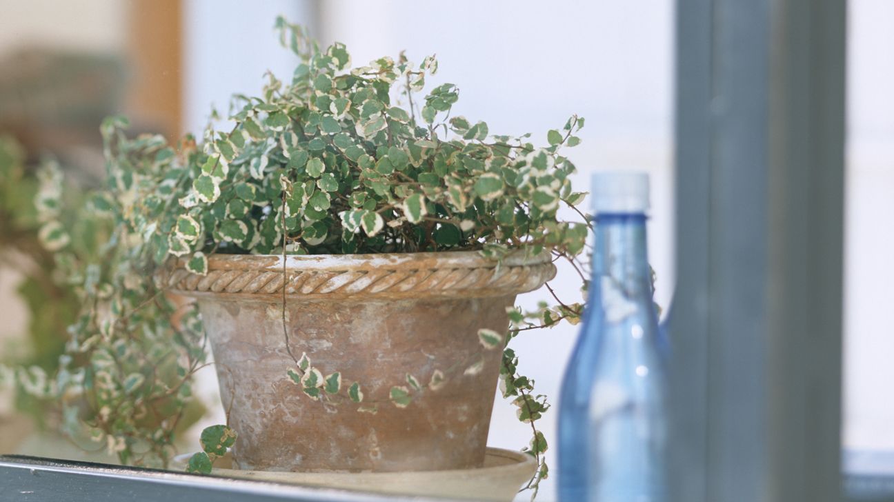 25 Small Low Light Indoor Plants You Might Love
