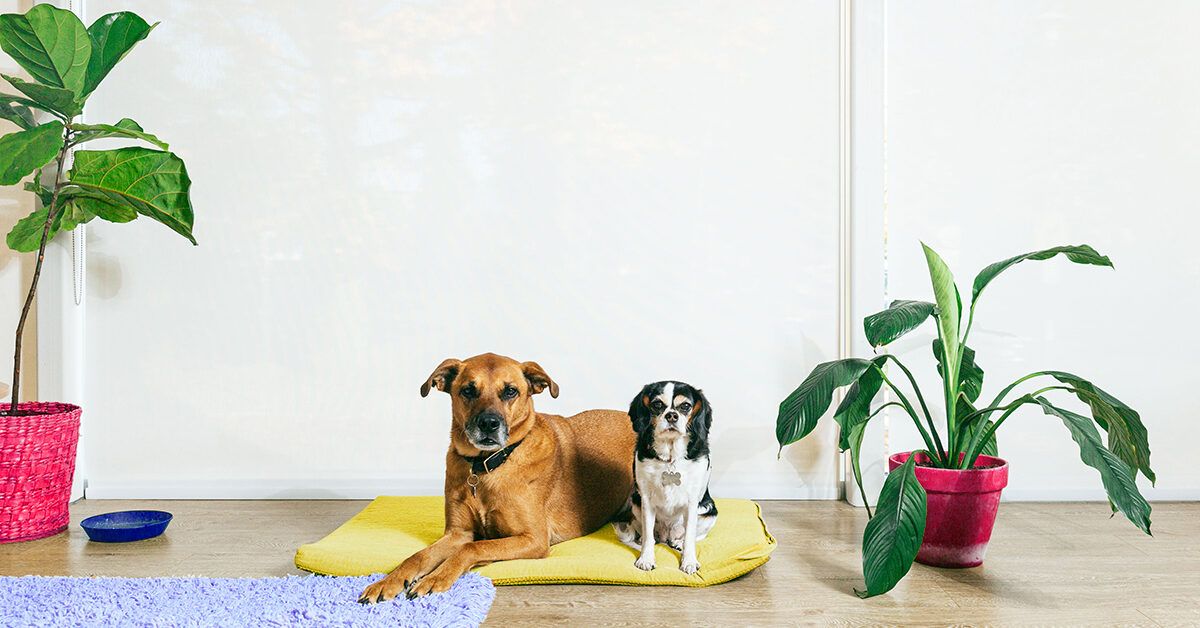 What to do if best sale dog eats elephant ear plant