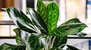 Top 10 Best Plants For Your Desk At Work Ambius US 59 OFF
