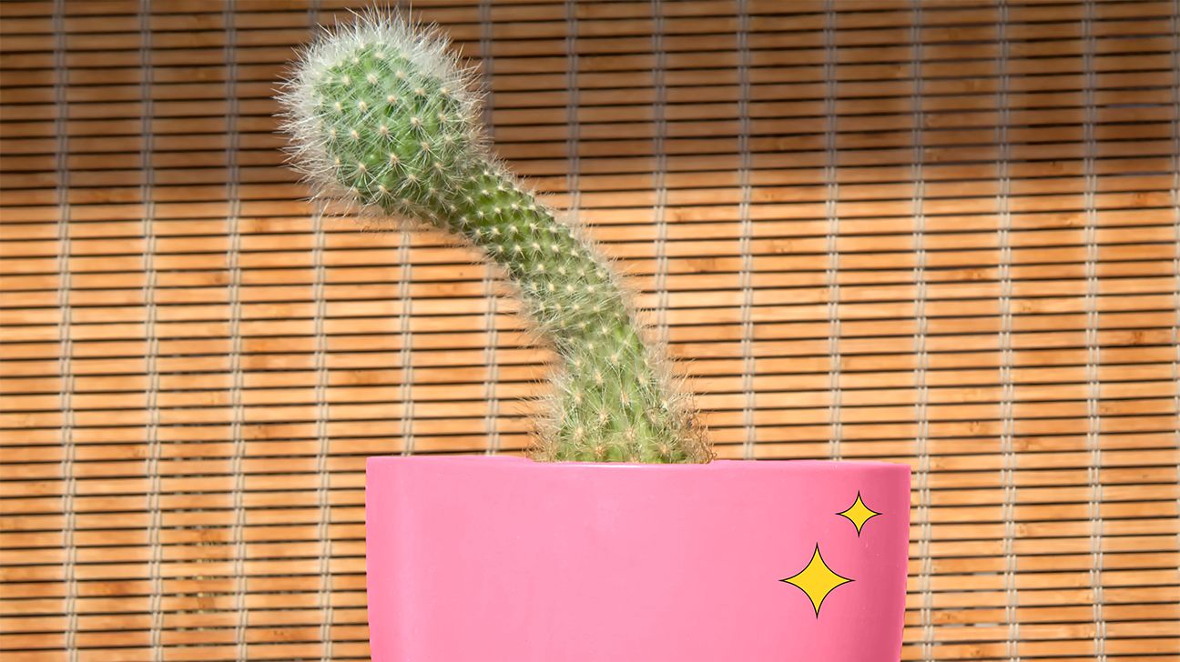 penis shaped cactus sore after sex header