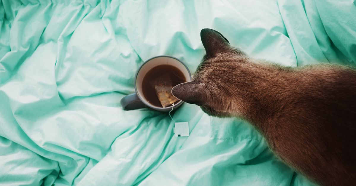 Catnip Tea for Humans Benefits Risks and How to Make It