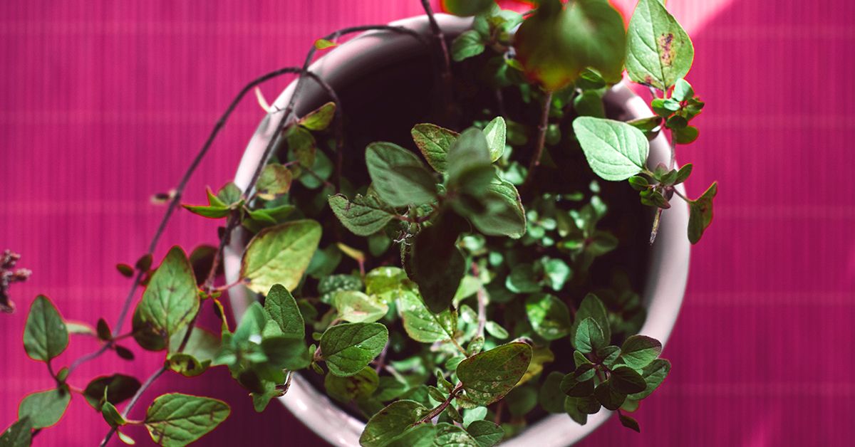 The Ultimate Guide to Oregano Tea Benefits, Uses, and Recipes