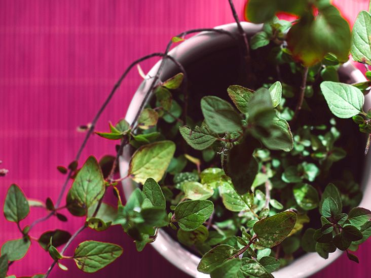 The Ultimate Guide to Oregano Tea Benefits, Uses, and Recipes