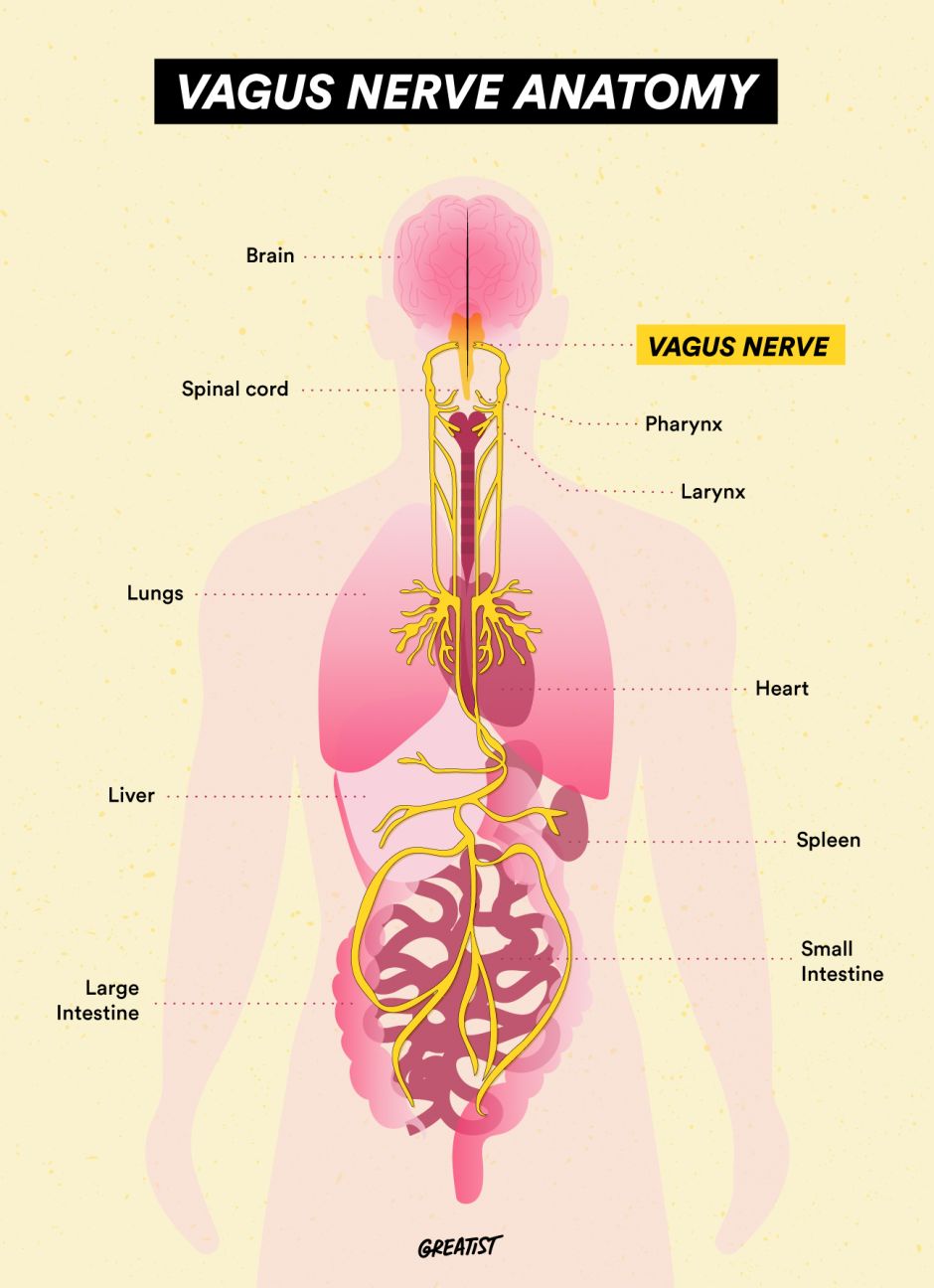 Vagus Nerve: Function, Stimulation, and Treatment