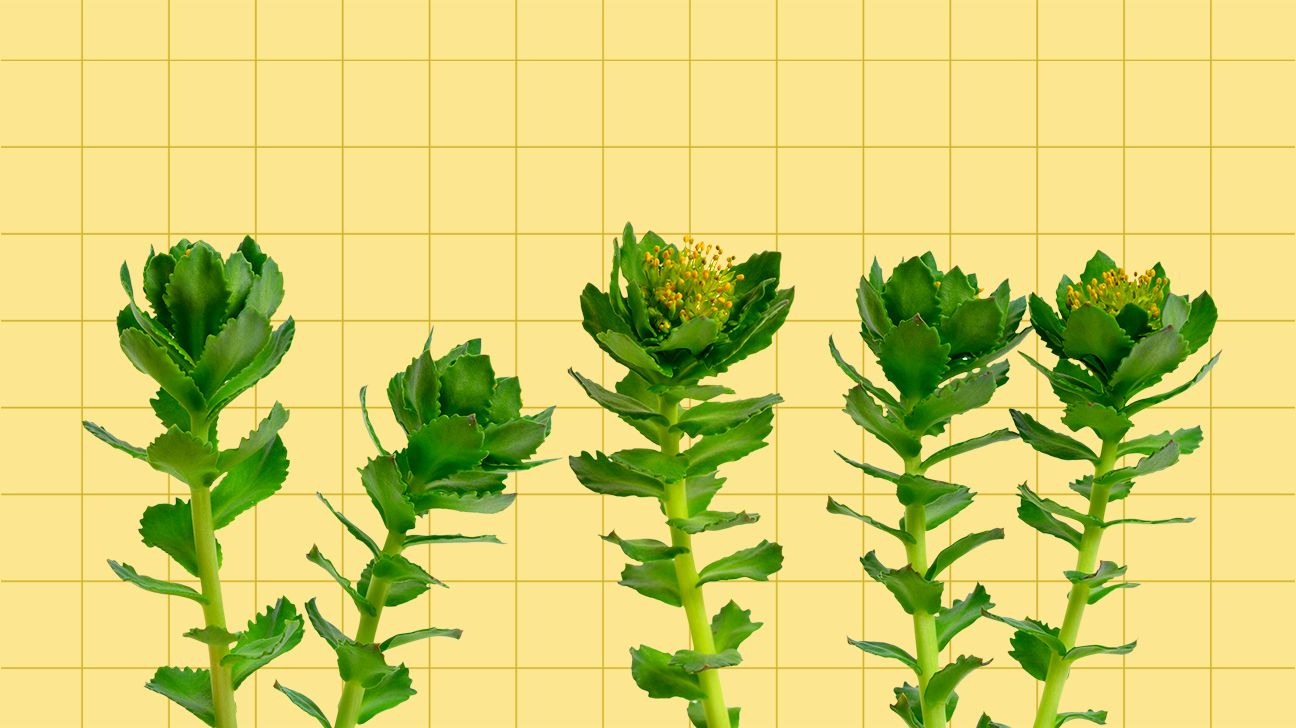 Rhodiola Rosea 9 Facts About This Fatigue Fighting Adaptogen