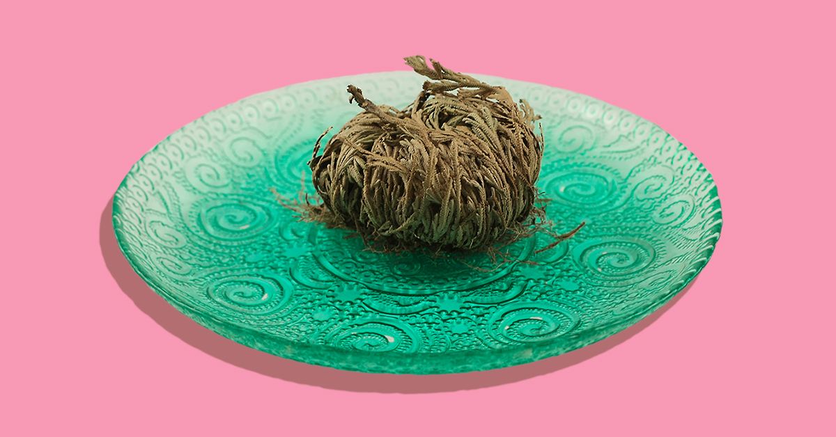 Rose of Jericho: Benefits, Uses, and Precautions